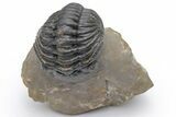 Phacopid (Morocops) Trilobite - Foum Zguid, Morocco #223442-2